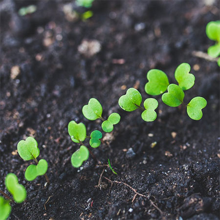 Unlock the Potential of your Garden during Lockdown!