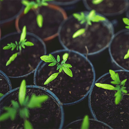 growing your own