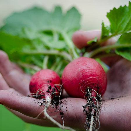 Growing your own vegetables
