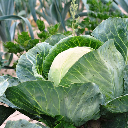 grow own veggies