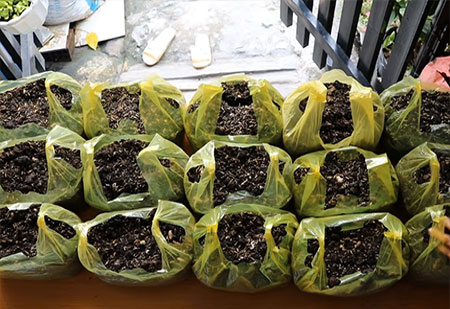 Recycle - Grow Vegetables in Plastic Bags