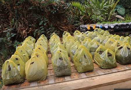Recycle - Grow Vegetables in Plastic Bags