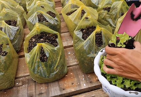 Recycle - Grow Vegetables in Plastic Bags