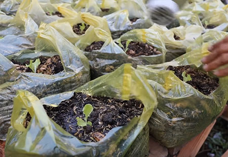 Recycle - Grow Vegetables in Plastic Bags