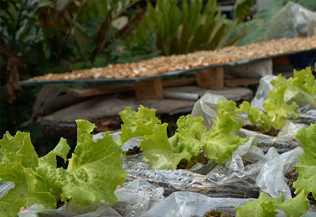 Recycle - Grow Vegetables in Plastic Bags