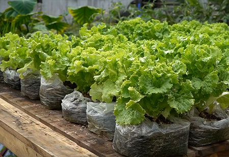 Recycle - Grow Vegetables in Plastic Bags