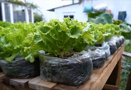 Grow Bag Gardening Pros and Cons and How to Get Started  Bob Vila