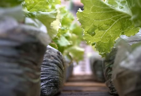 Recycle - Grow Vegetables in Plastic Bags