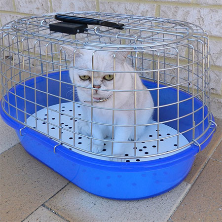 Home Essentials For Cat Lovers