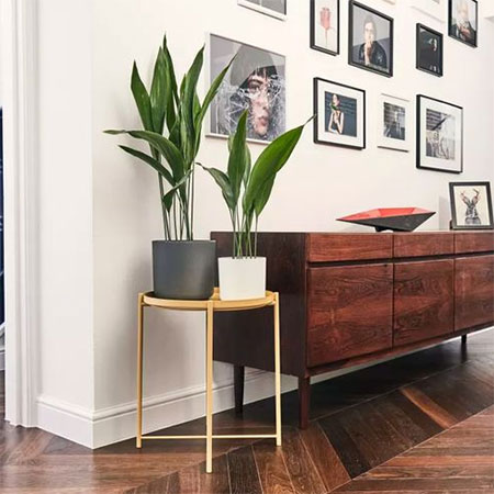 plants that dont mind low light