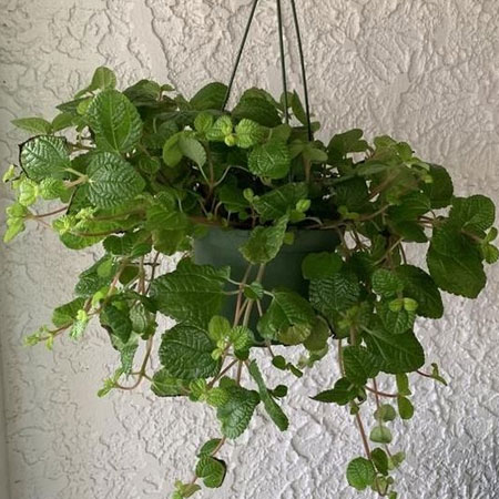 house plants that love low light