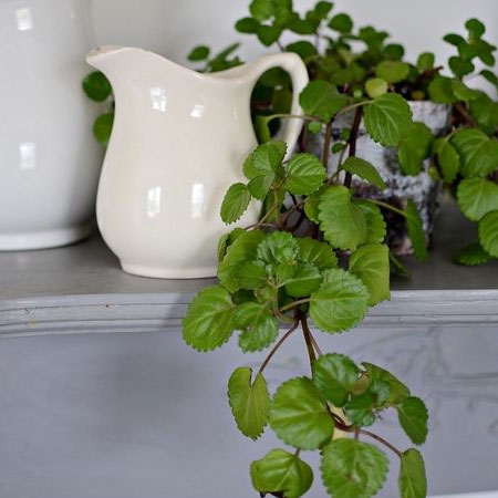 plants that love low light