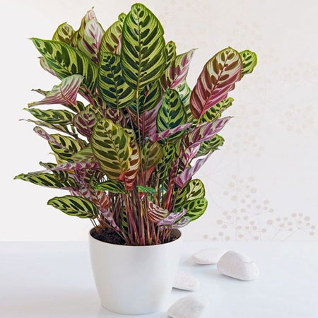 calathea like indirect sunlight