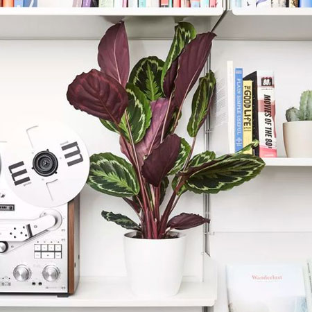 calathea thrive in indirect sunlight