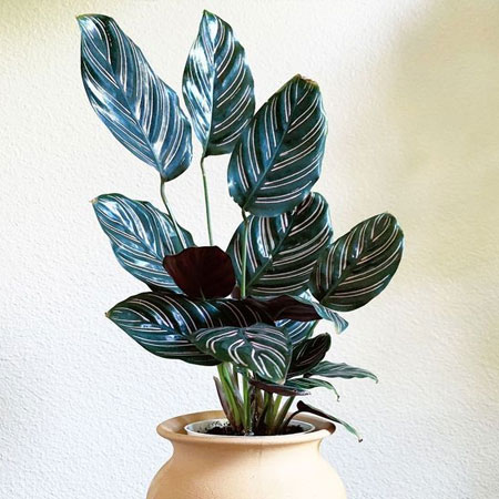 best plants for low light