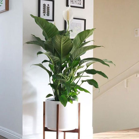 peace lily for low light