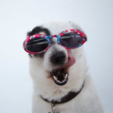 What You Need To Know Before Traveling With Your Pets