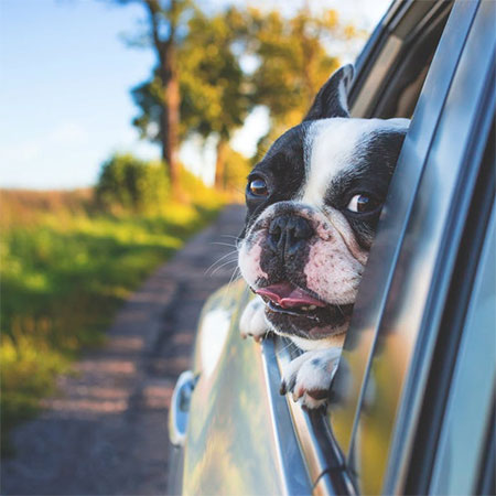 What You Need To Know Before Traveling With Your Pets
