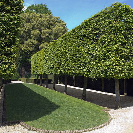 Which Edging is Best for Your Garden