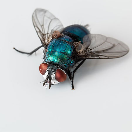 Best Tips to Protect your Home from Flies