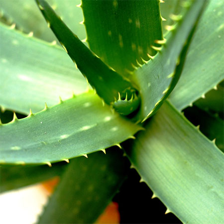 10 Amazing Aloe Vera Benefits