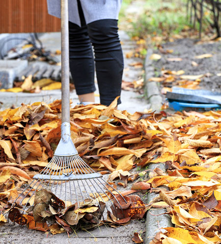 Garden Tasks to do in Autumn