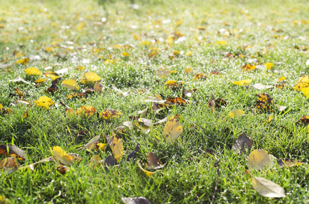 kikuyu grass hiberate winter