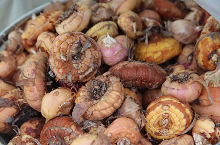 plant spring flowering bulbs now