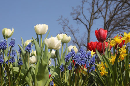 when to plant spring flowering bulbs