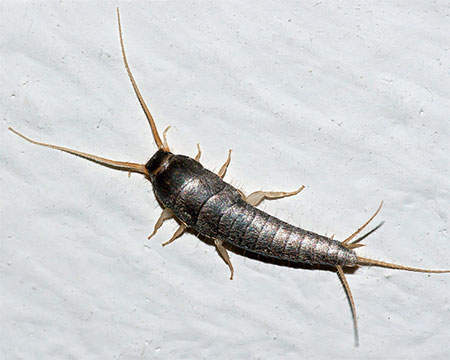 Ban Fishmoths or Silverfish from your Cupboards