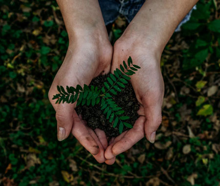 The Best Ways to Plant Trees and Preserve the Environment