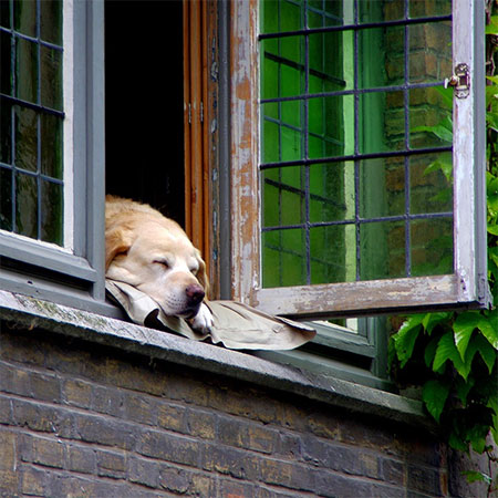 How To Design Your House for Your Pet to Be Comfortable