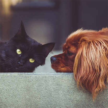 Making your Home More Pet Friendly