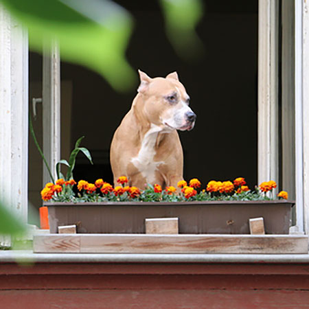 Clear Up Space Near Window for pets