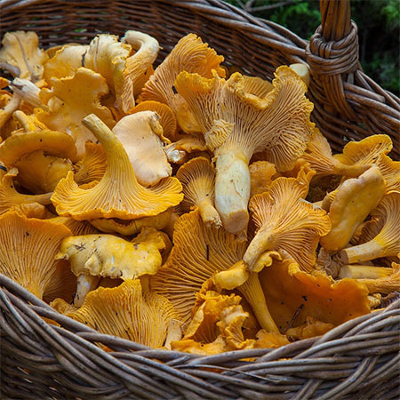 Steps on How to Identify Edible Mushrooms