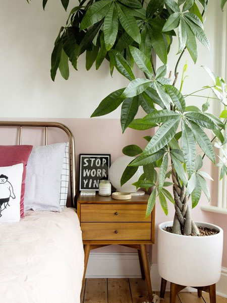 plants for bedroom