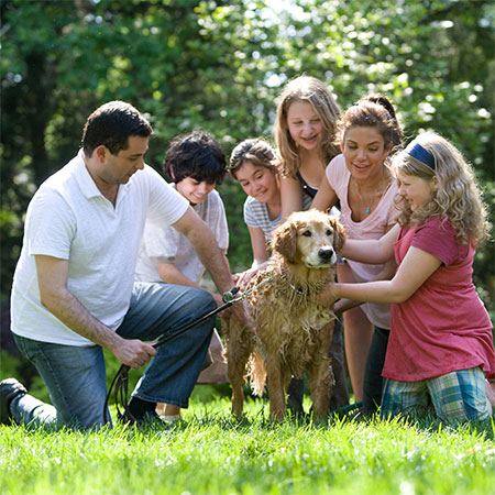 Dog Breeds That Are Perfect For Families