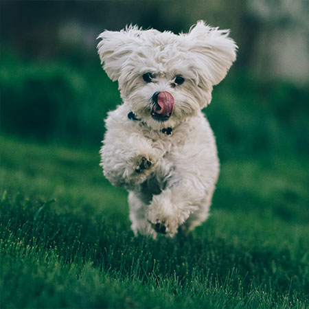 Dog Breeds That Are Perfect For Families