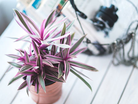 house plants for modern home