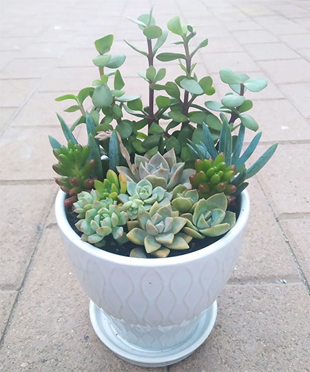 succulent garden in pot