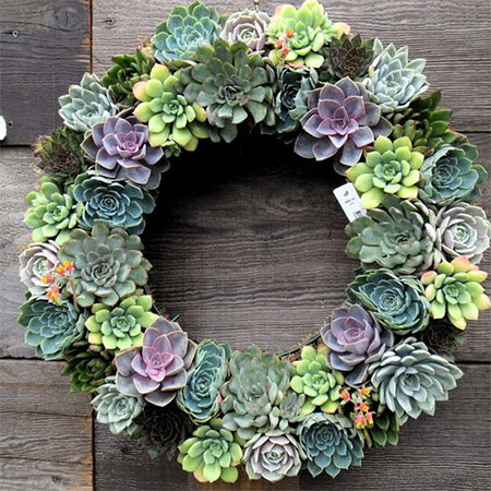 succulent wreath for festive season