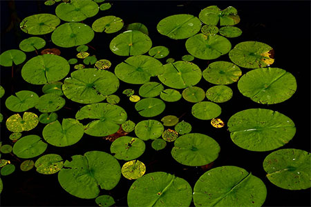 The 6 Most Popular Pond Plants for Your Backyard Pond