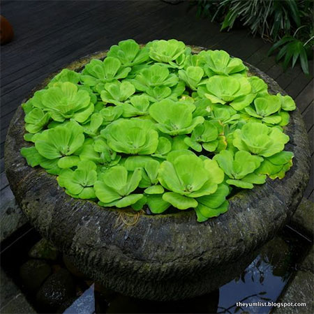 water lettuce