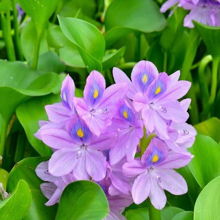 water hyacinth