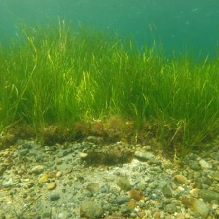 eelgrass