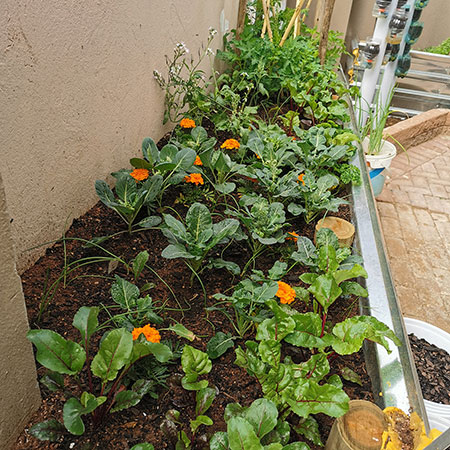 what the home vegetable garden looks like now