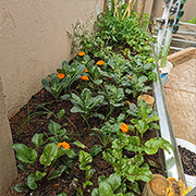 Small Veggie Garden Ideas Nz Vegetable Growing Guide