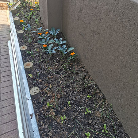 what the vegetable garden looked like a month ago