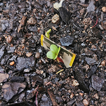 sow seeds in gutter garden for transplanting into vegetable garden