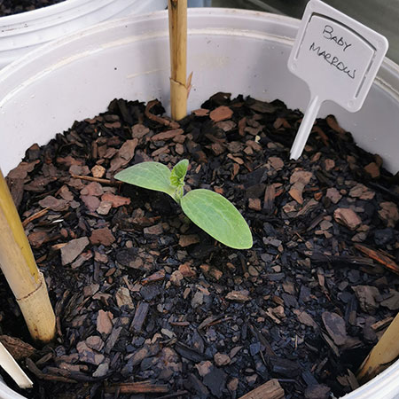 hth and paint containers for larger seedlings